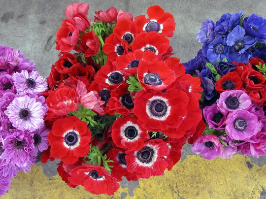 San Francisco Flower Mart-旧金山必去景点