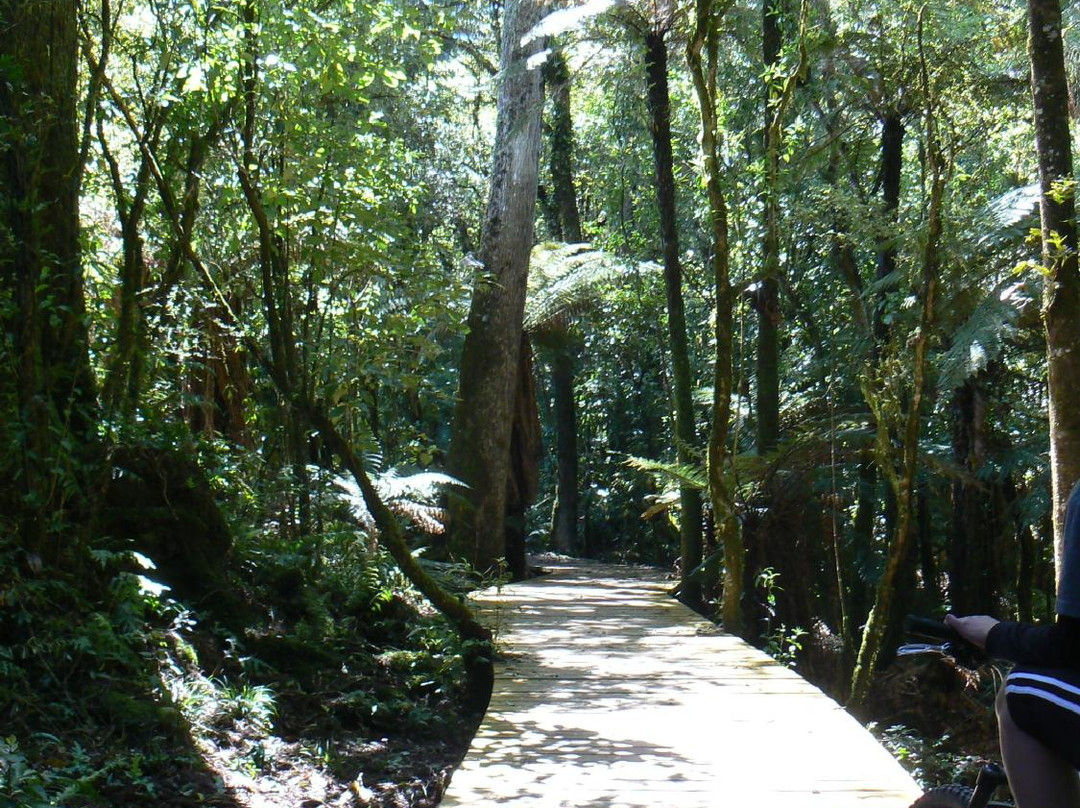 Timber Trail NZ景点图片