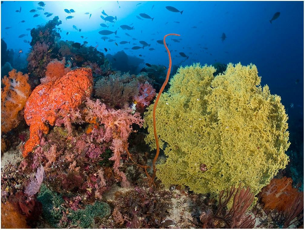 Reef Wreck and Critter - Underwater Photography-图兰本必去景点