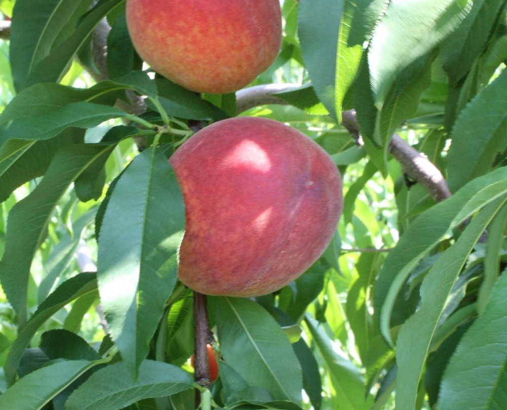 Jackson's Orchard & Nursery-鲍灵格林必去景点