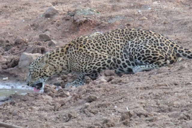 Ajith吉普车游猎之旅-蒂瑟默哈拉默必去景点