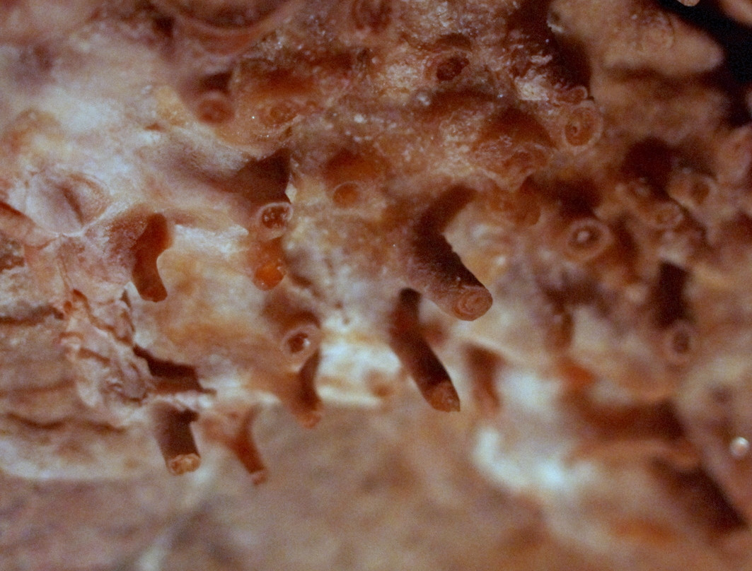 Lehman Caves-Great Basin National Park必去景点