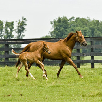 Horse Farm Tours-列克星敦必去景点