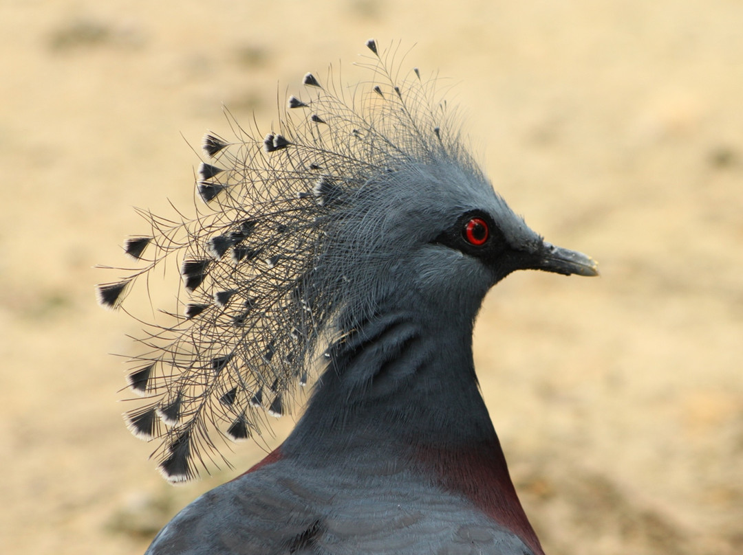 Sylvan Heights Bird Park景点图片