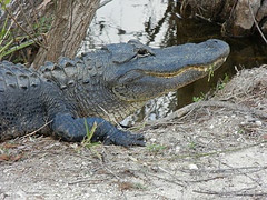 Tour The Glades - Private Wildlife Tours-大沼泽地必去景点