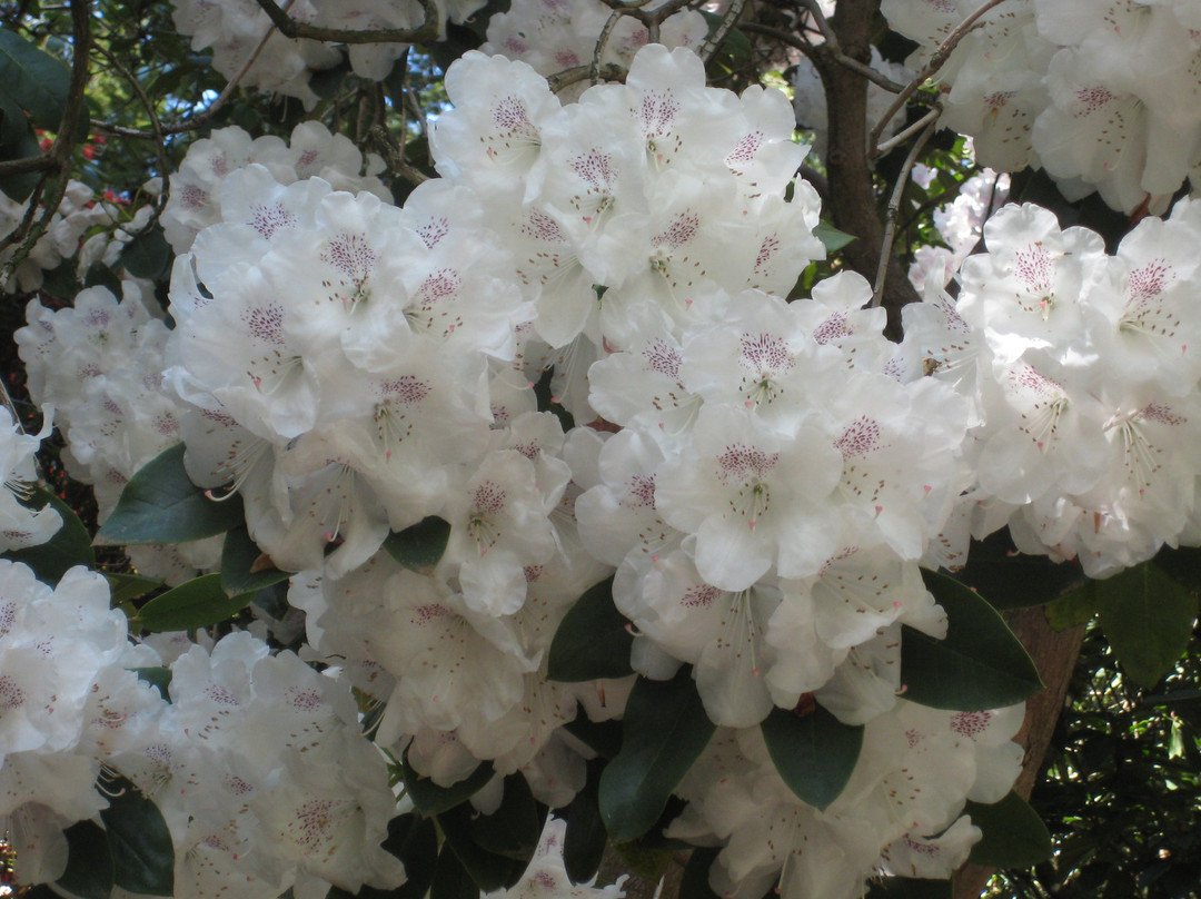 Crystal Springs Rhododendron Garden-波特兰必去景点