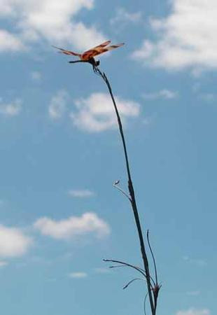 大沼泽地步道-大沼泽国家公园必去景点