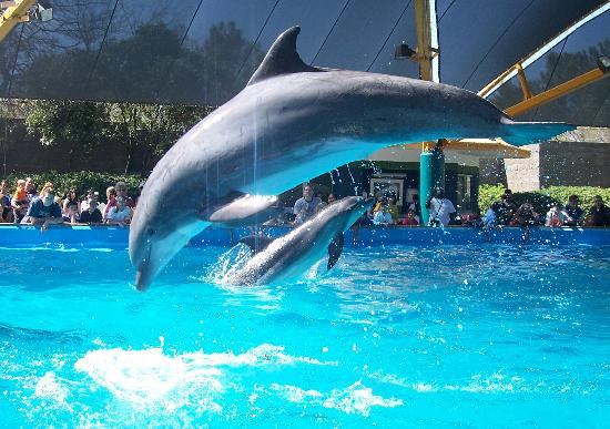 圣安东尼奥海洋世界-圣安东尼奥市必去景点
