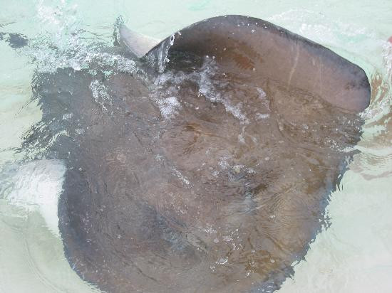 Gibbs Cay-Grand Turk必去景点