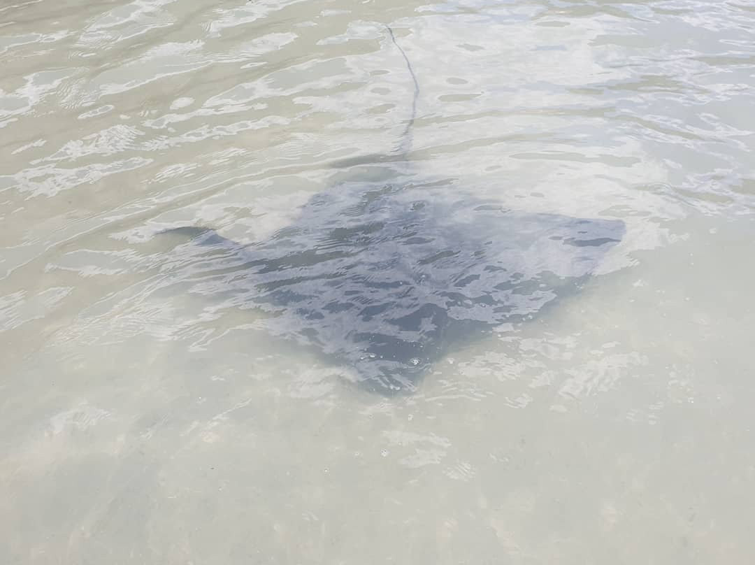 Stingray Bay景点图片