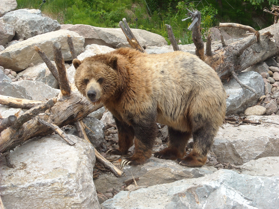 Zoo Sauvage of Saint-Felicien-Saint-Felicien必去景点
