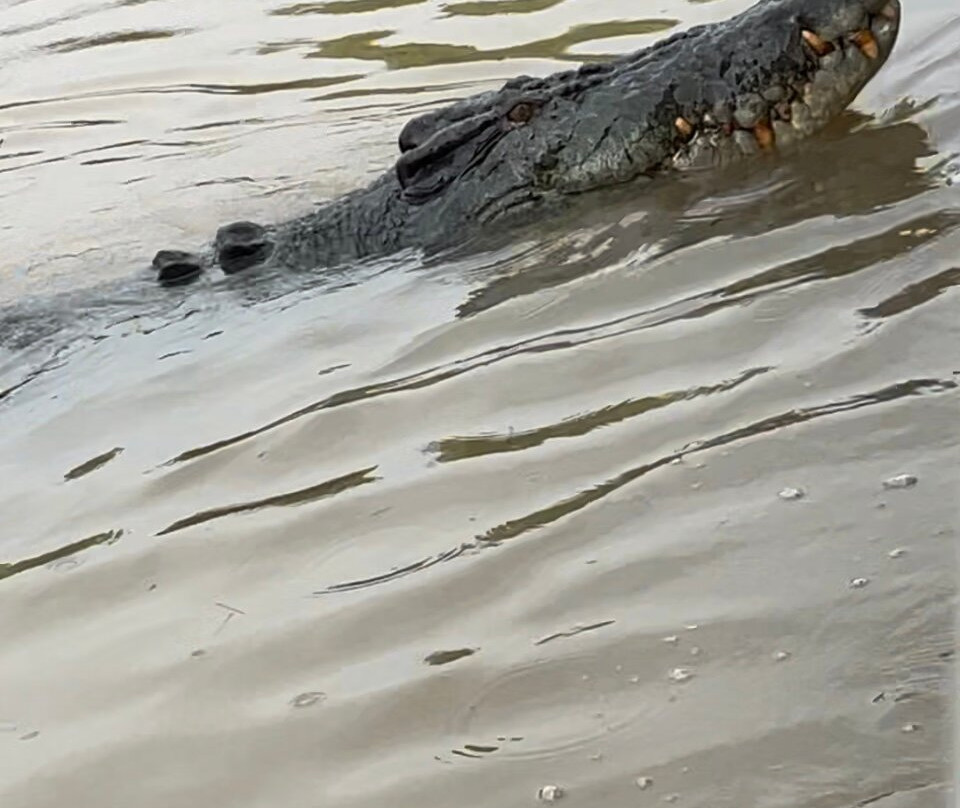 The Croc Bus景点图片