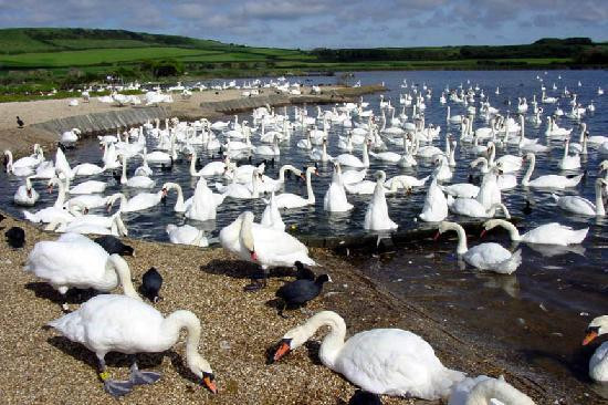 Abbotsbury Swannery景点图片