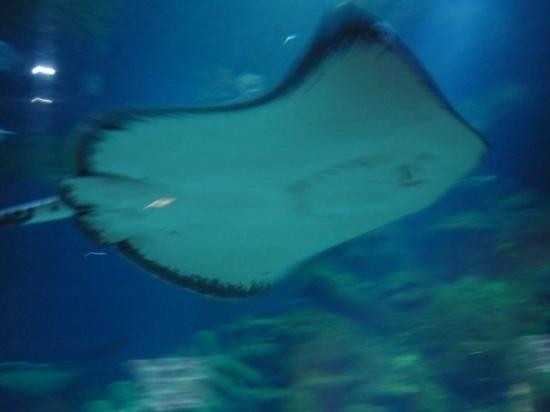 Sea Life Blackpool-黑潭必去景点