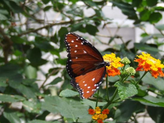 Bronx Zoo-布朗克斯必去景点