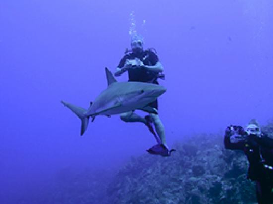 Provo Turtle Divers-普罗维登西亚莱斯必去景点