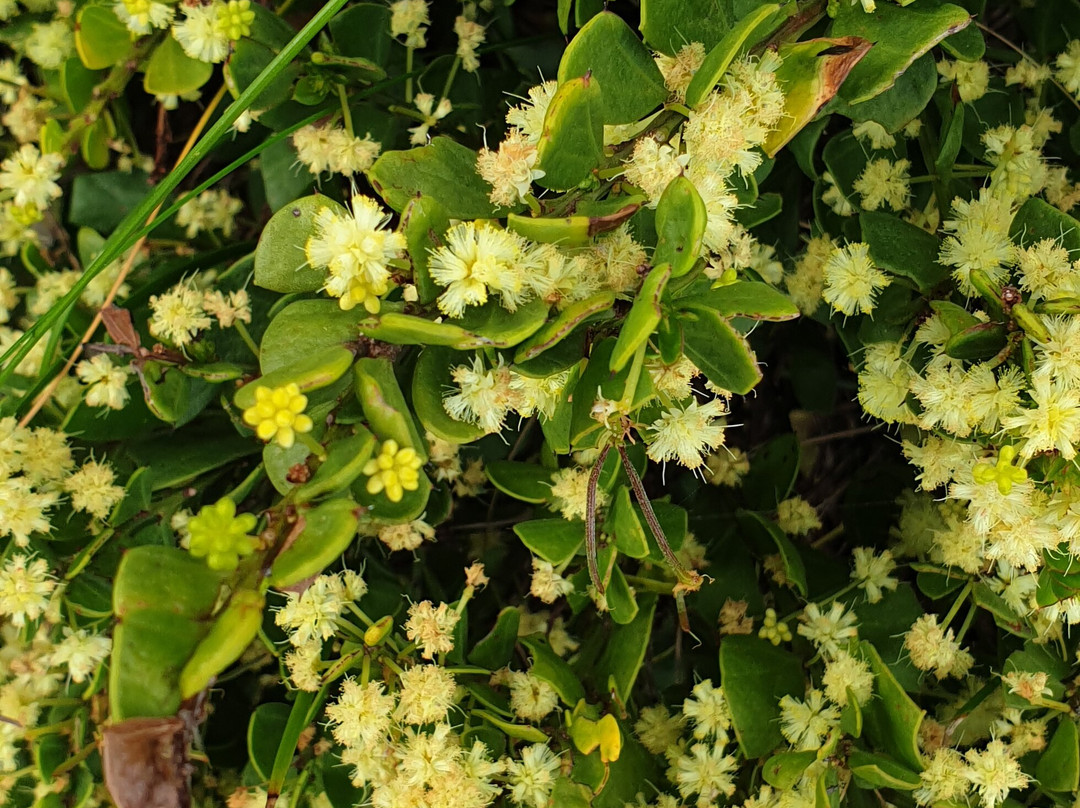 The Blow Holes-奥尔巴尼必去景点