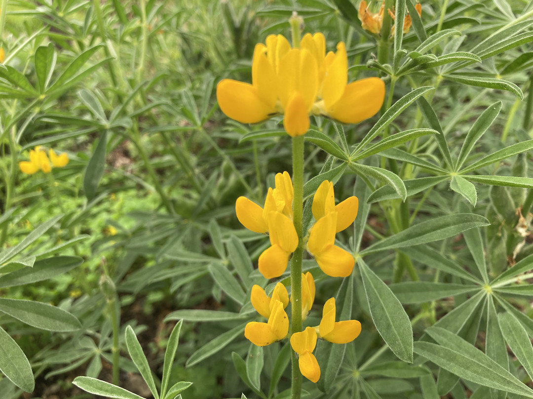 Kiso Sansen Park Center-海津市必去景点