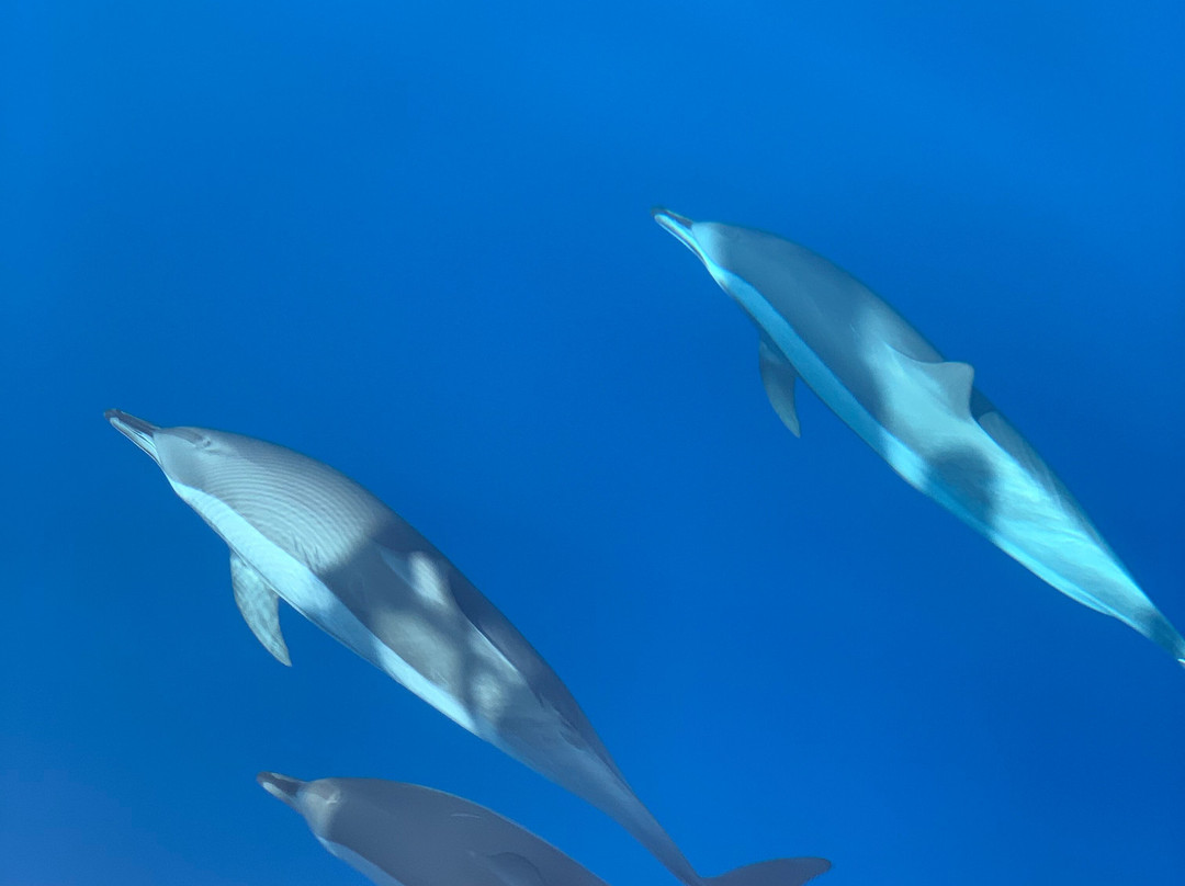 Aqaba Inner Space-亚喀巴必去景点