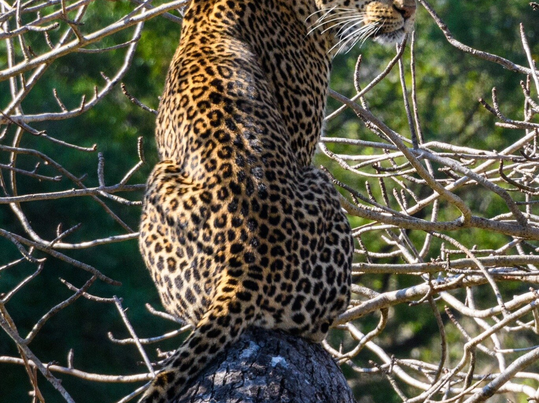 B1 Photo Safaris-司库库札必去景点