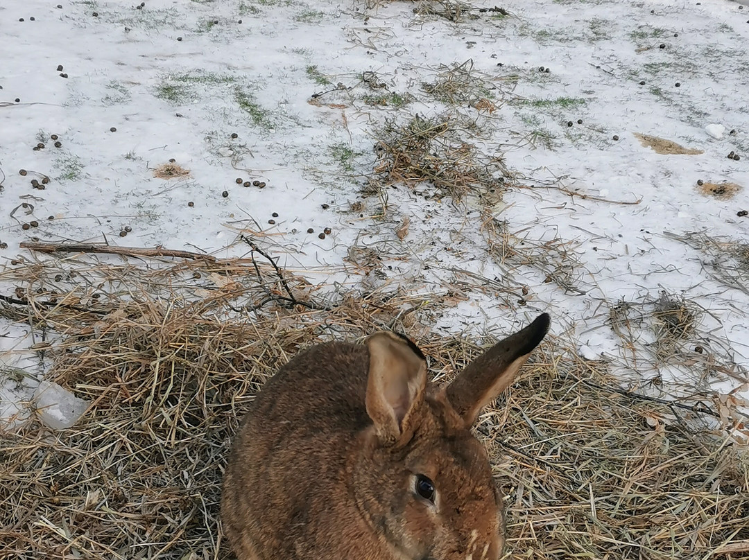 Sosnovy Bor Park - Hotel主图