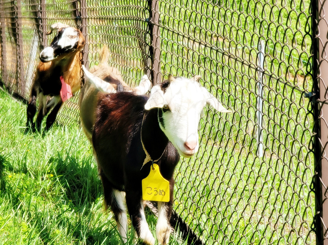 Chichibu Kogen Farm-东秩父村必去景点