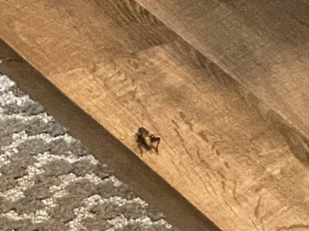 Staybridge Suites Waco South - Woodway by IHG主图