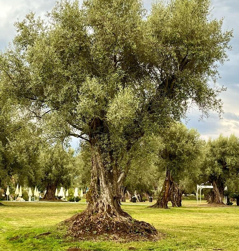 Uliveto Principessa主图