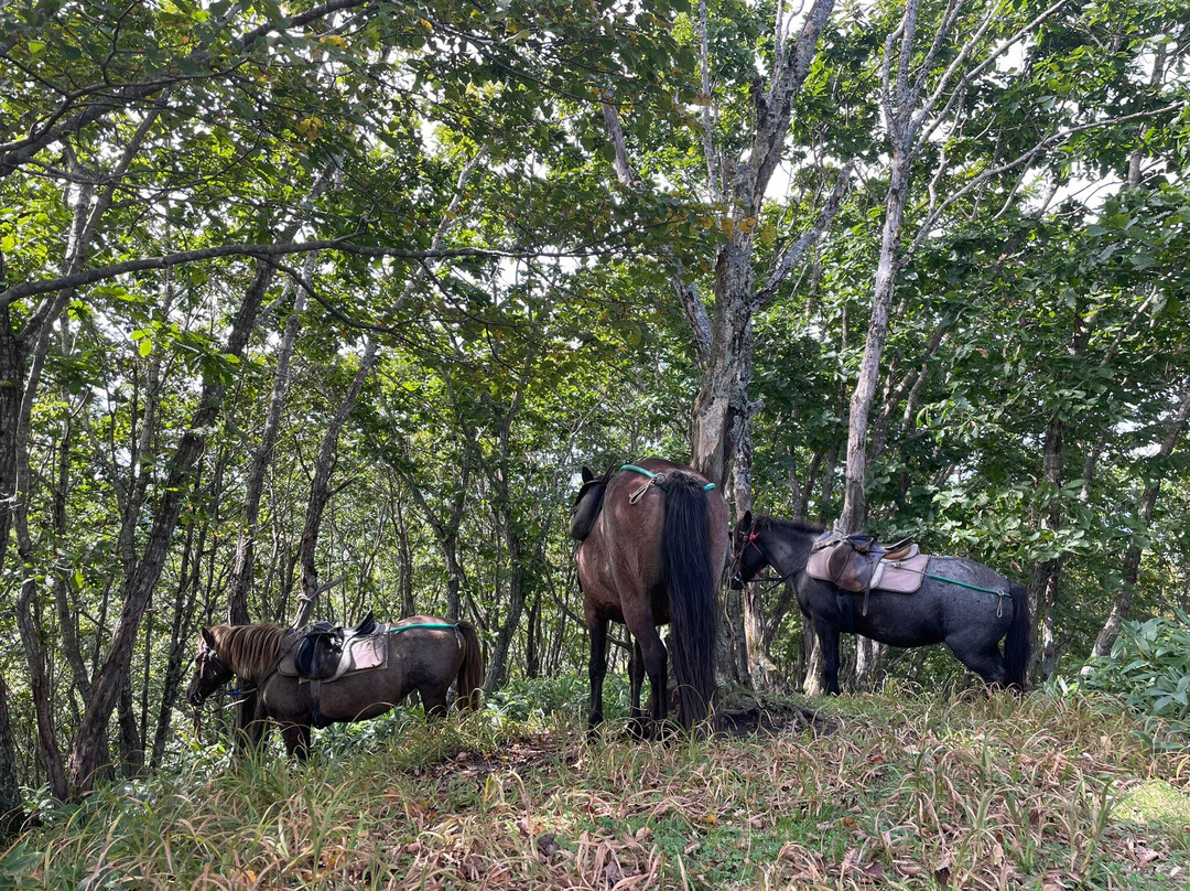 Tsurui Dosanko Farm主图