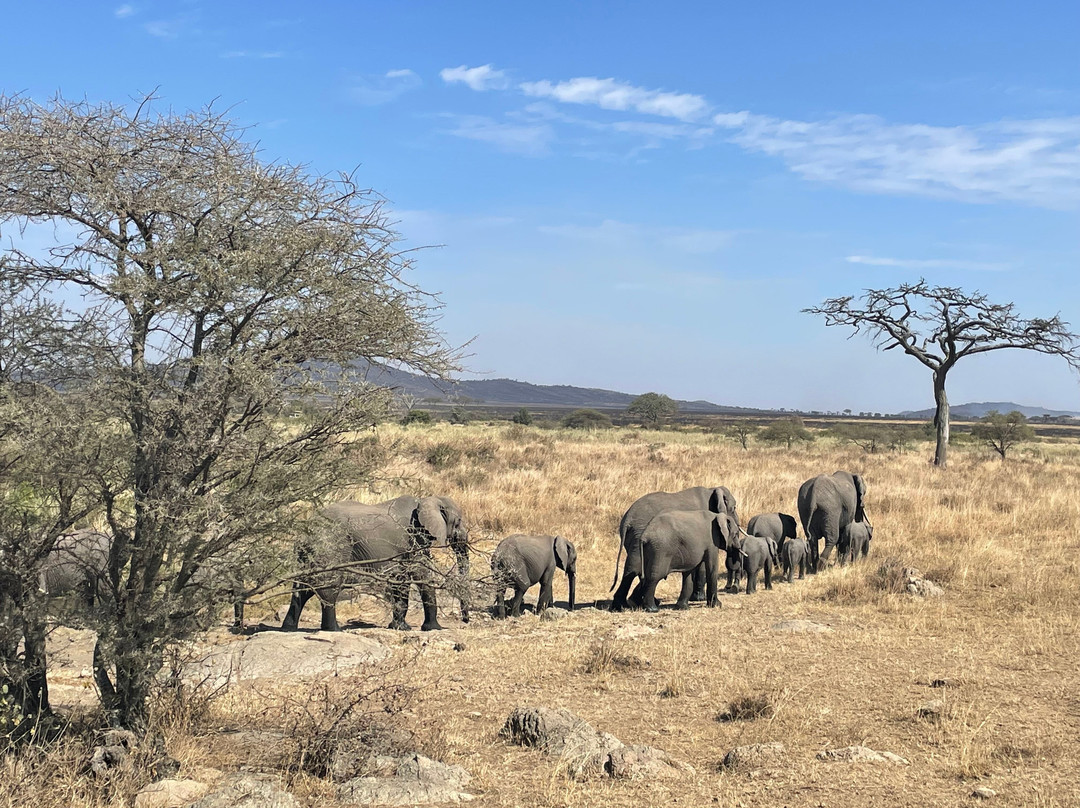 Wild Candle African Safaris景点图片