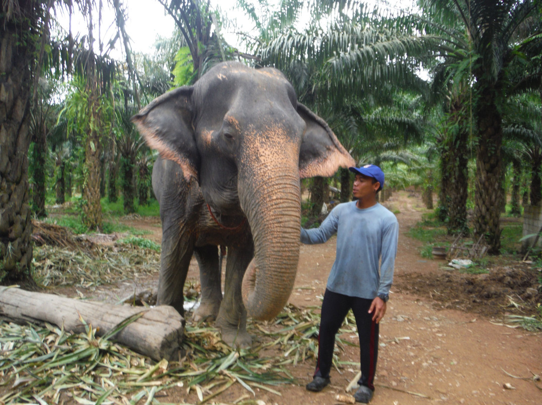 Win Elephant Tour Khao Sok景点图片