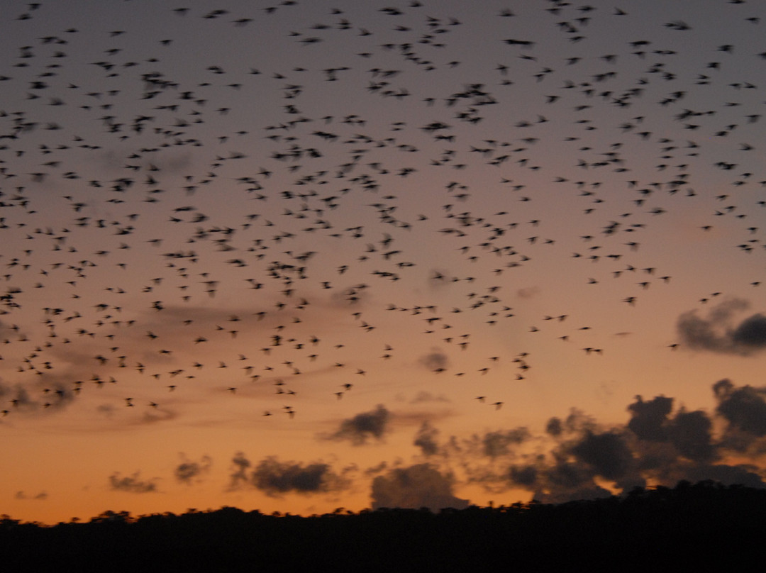 Parrot Island-Baratang Island必去景点