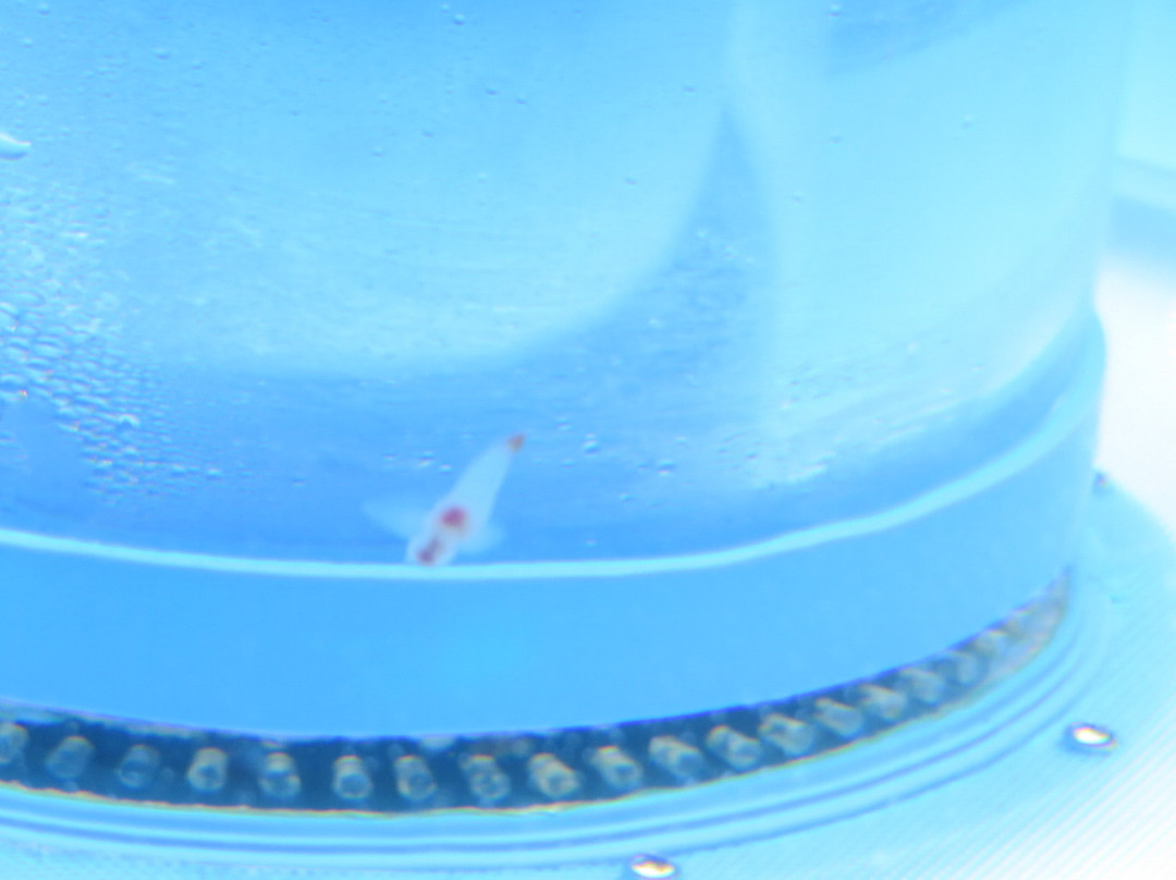 Okhotsk Sea Ice Museum of Hokkaido GIZA-纹别市必去景点