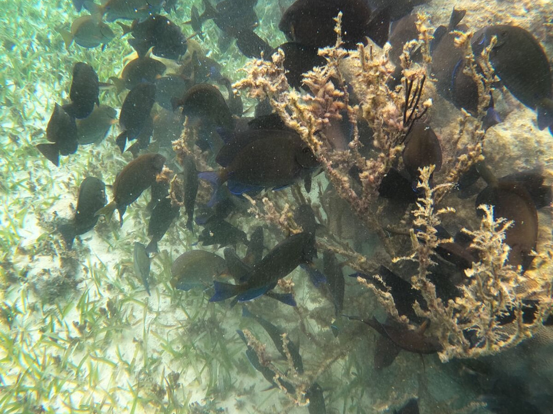 Atma-Ha Tours-从莫雷洛斯港必去景点