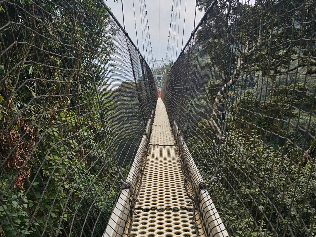 Nyungwe Canopy Walk-Butare必去景点