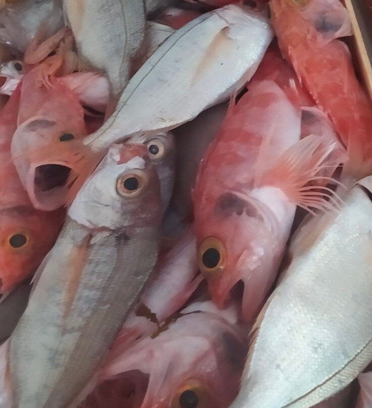 Mercato del Pesce景点图片
