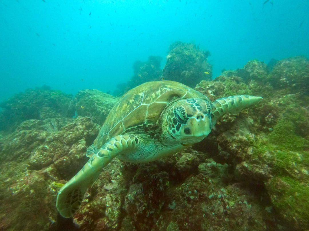 Drake Divers Costa Rica景点图片