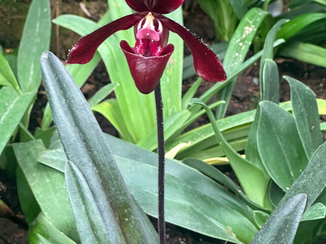 Jardín Botánico de Quito-基多必去景点