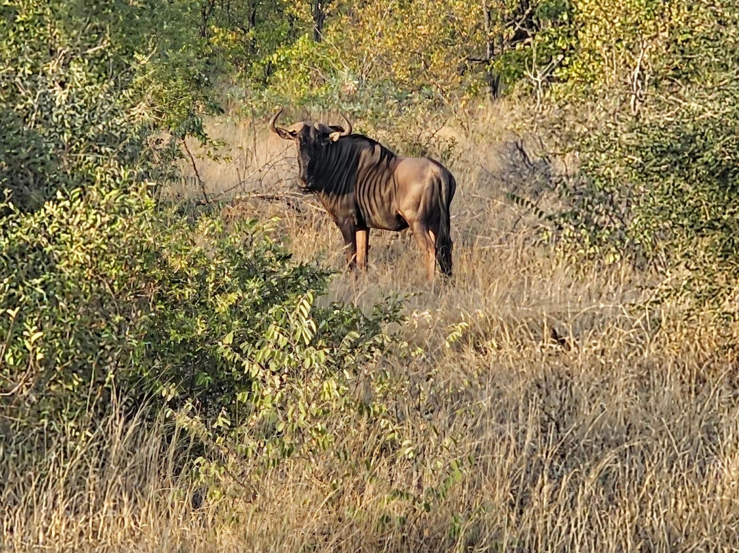 African Travel Consultants-Sabie Park必去景点