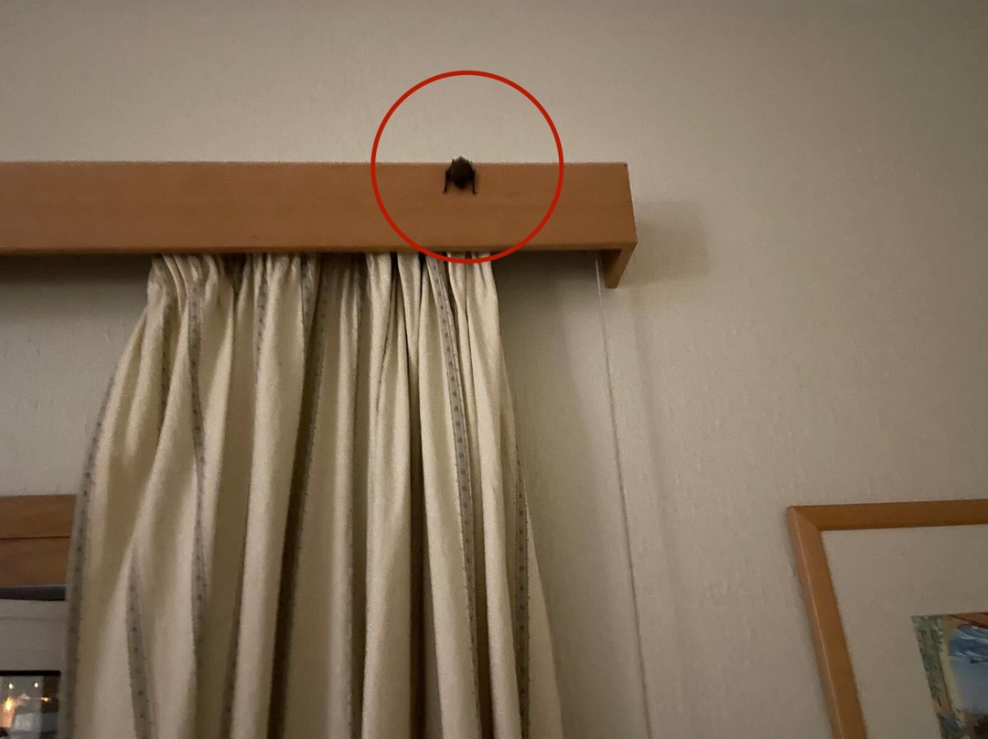 Grande Hotel Don Dinis主图