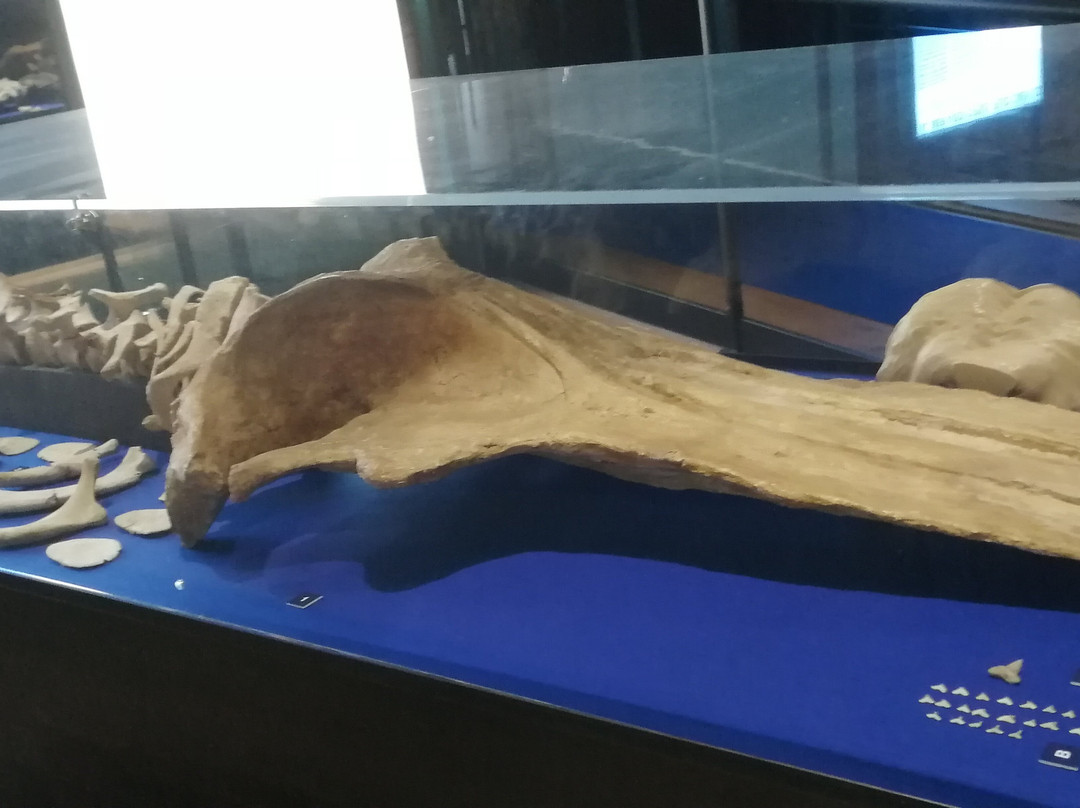 Museo Paleontologico Territoriale dell'Astigiano-阿斯蒂必去景点