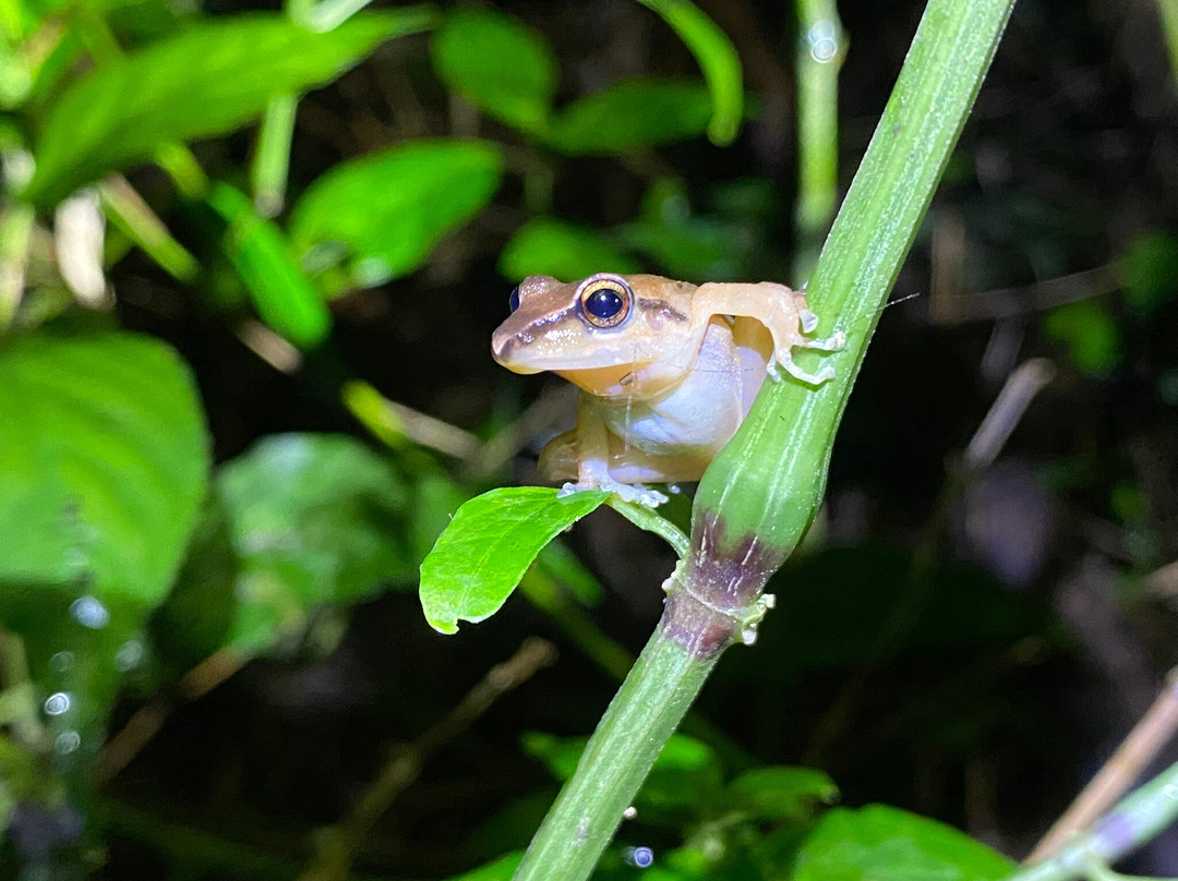 Lago Mindo Frog Concert景点图片