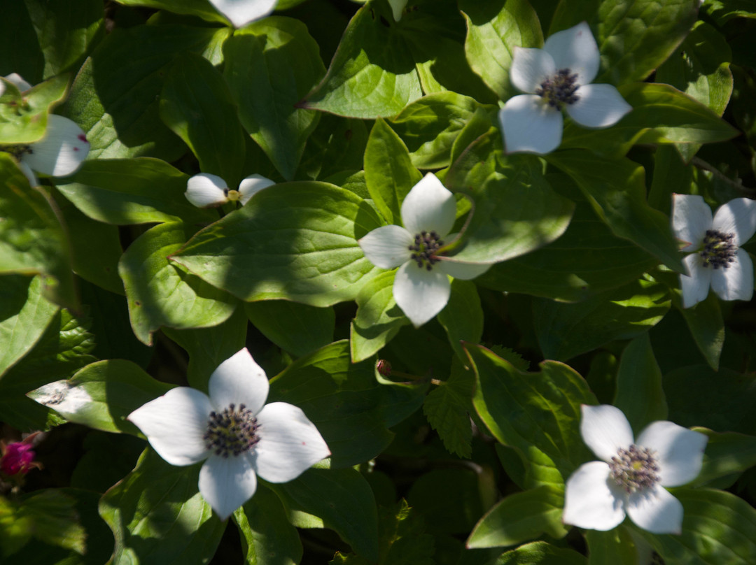 Portage Pass Trail-惠提尔必去景点