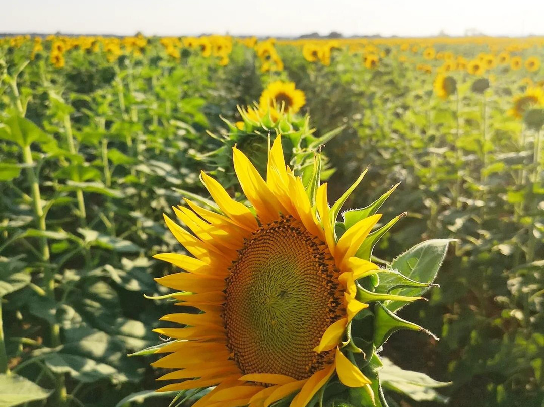 Anna Boccali Resort主图