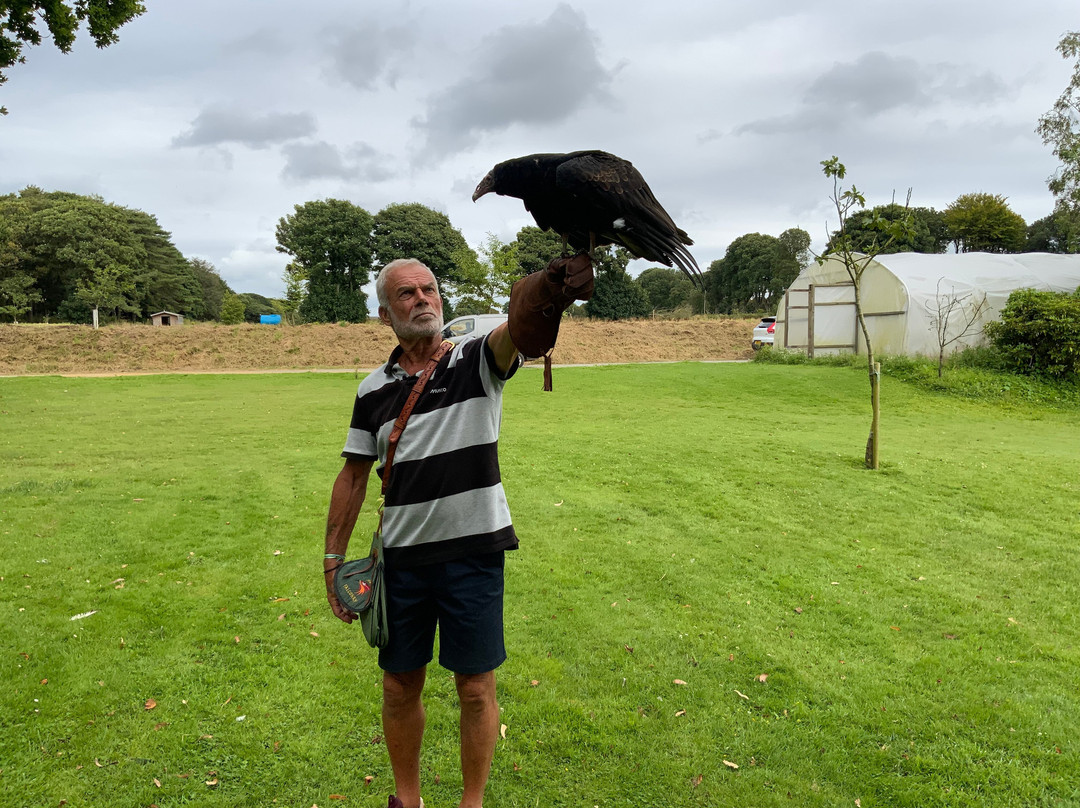 Jersey Falconry-St. John必去景点