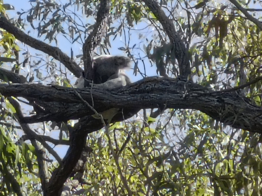 Magnetic Island Tours-Nelly Bay必去景点