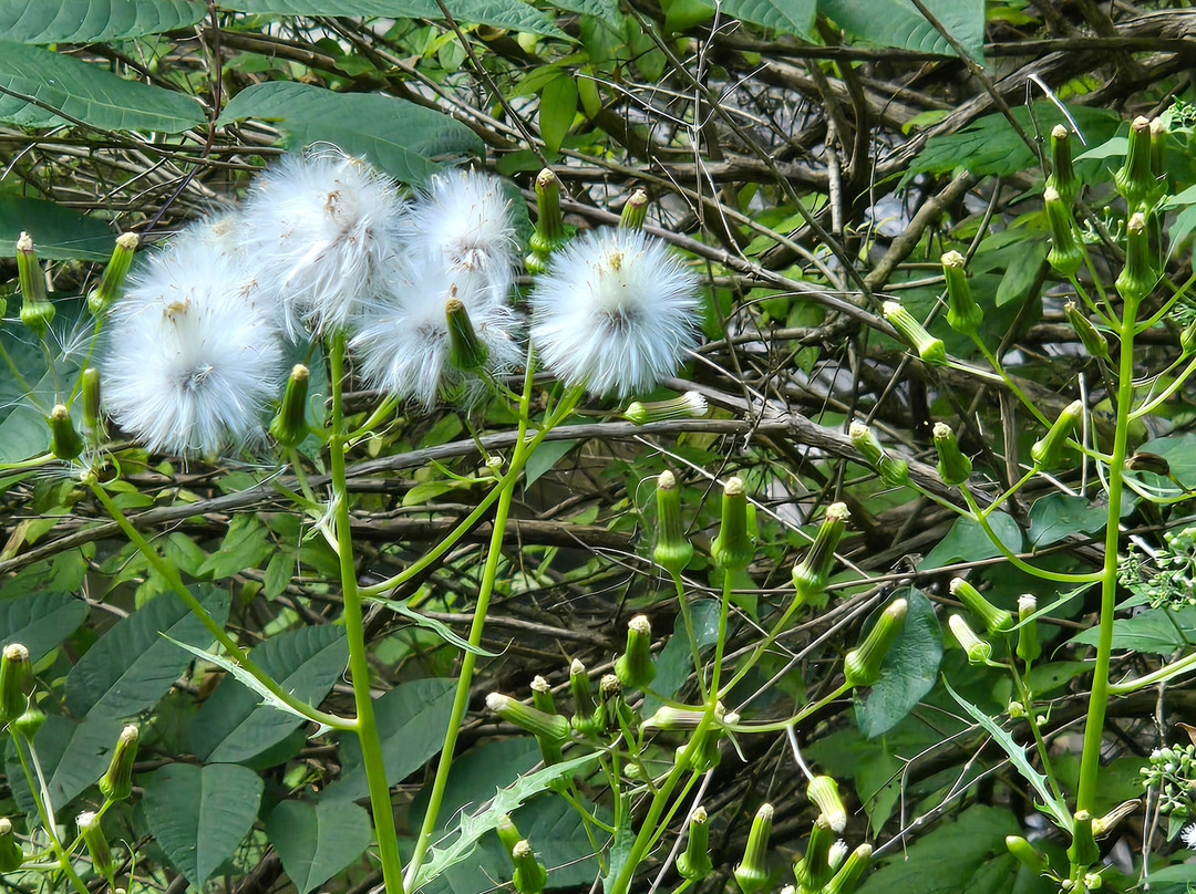Hector Falls-Hector必去景点