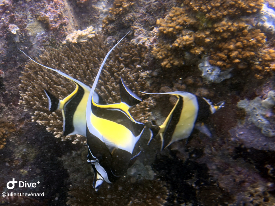 Trek Divers Seychelles-维多利亚必去景点