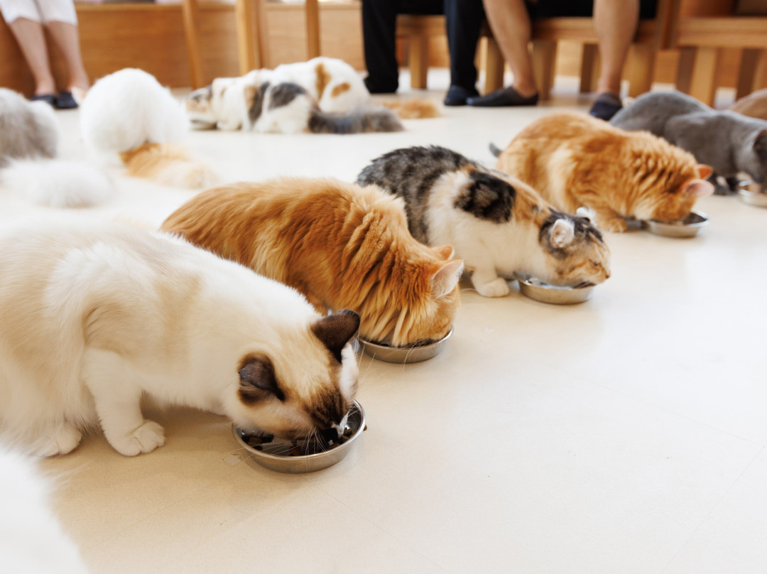 Cat Café MOFF Aeon Mall Toyokawa-丰川市必去景点