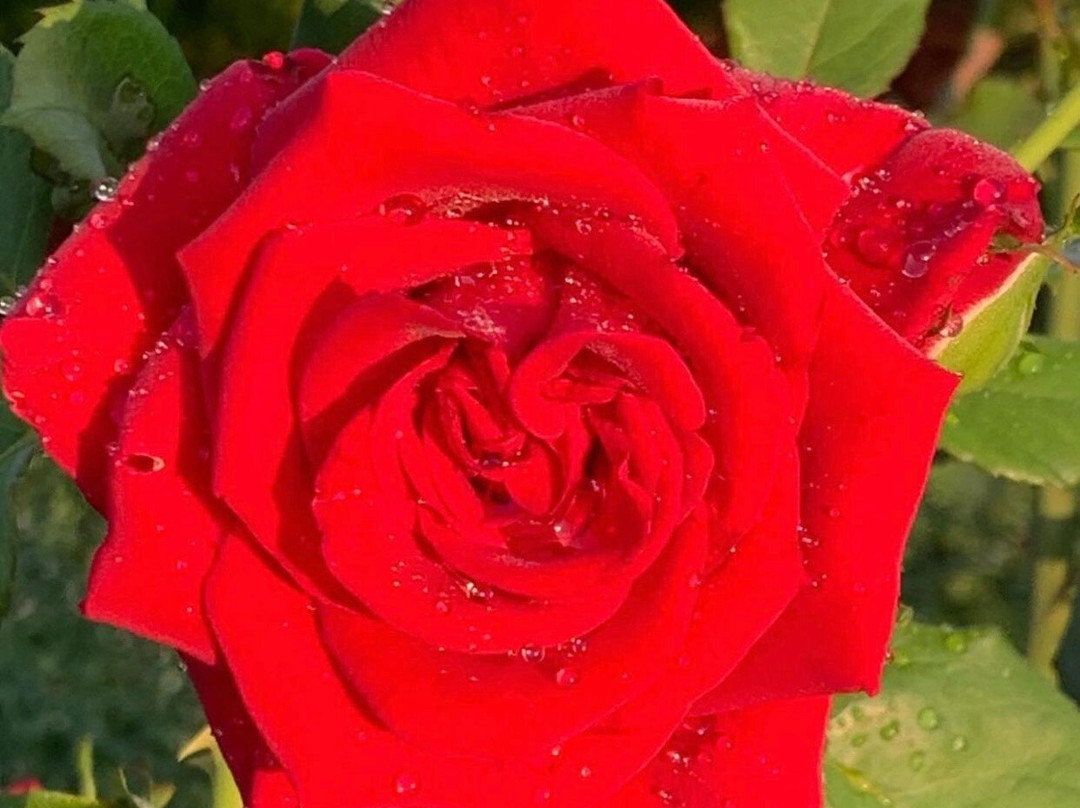 Fayetteville Rose Garden景点图片